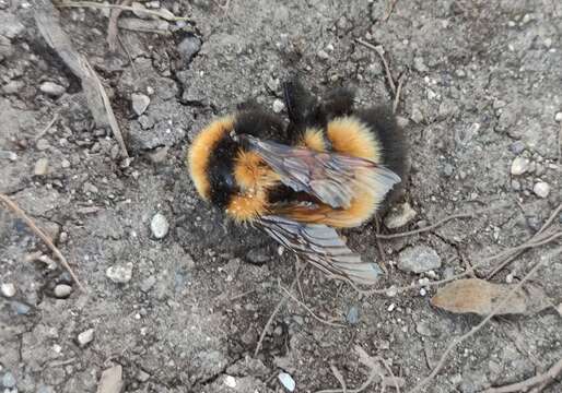 Plancia ëd Bombus hyperboreus Schönherr 1809