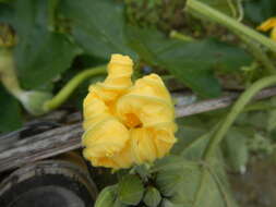 Image of sinkwa towelsponge