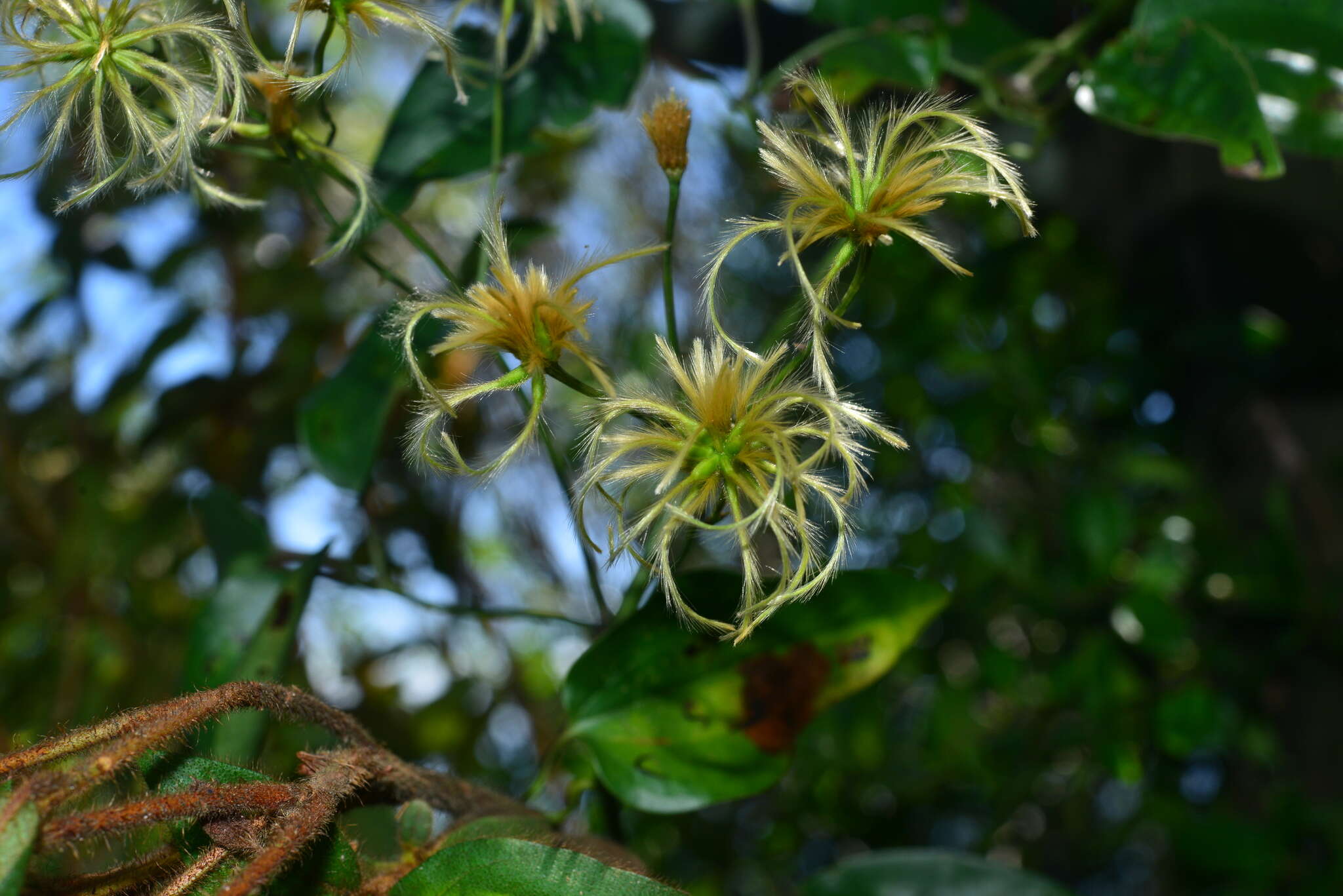 Plancia ëd Clematis meyeniana Walp.