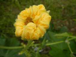 Image of sinkwa towelsponge