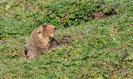 Image of East African mole rats