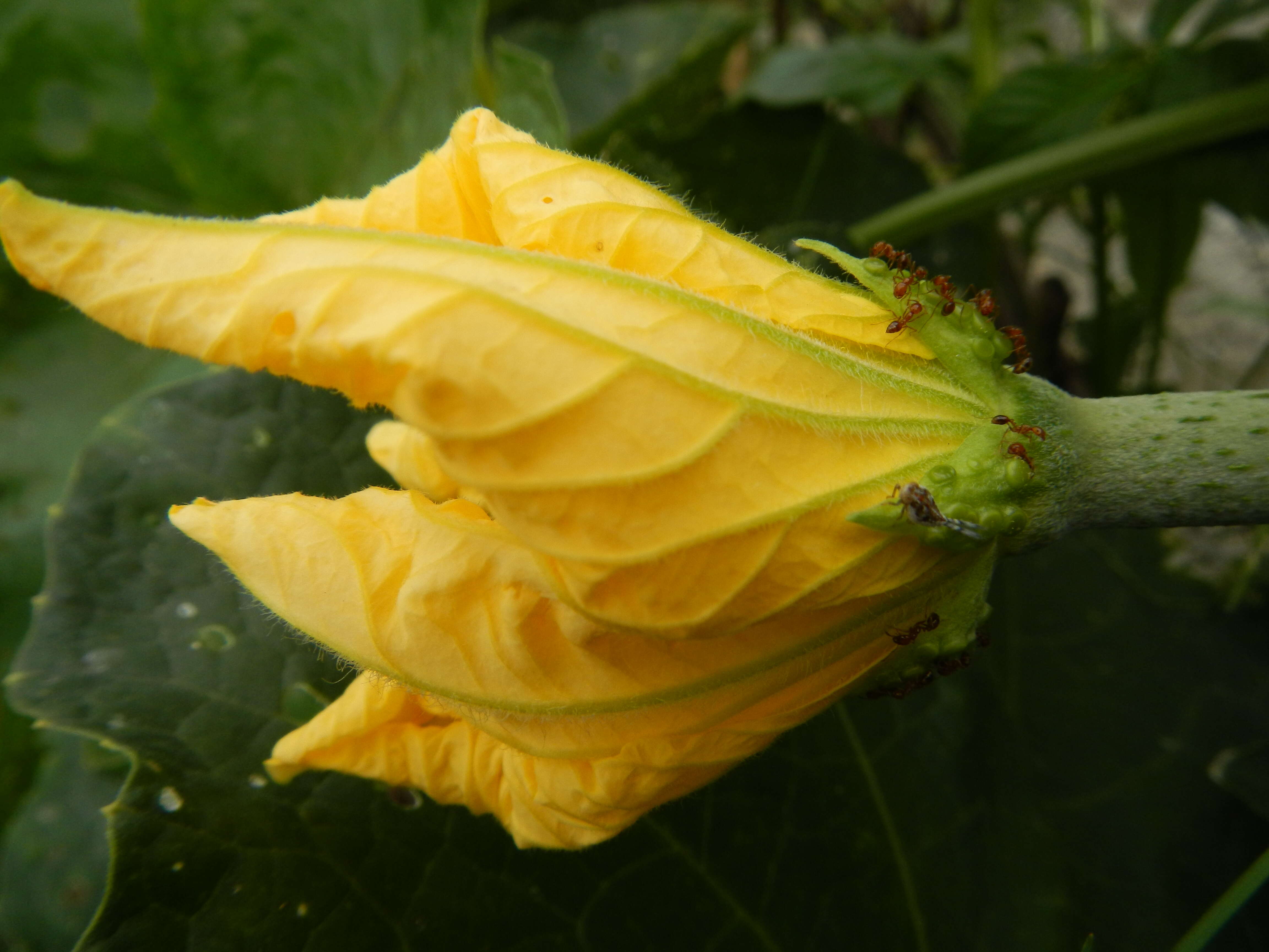 Image of sinkwa towelsponge