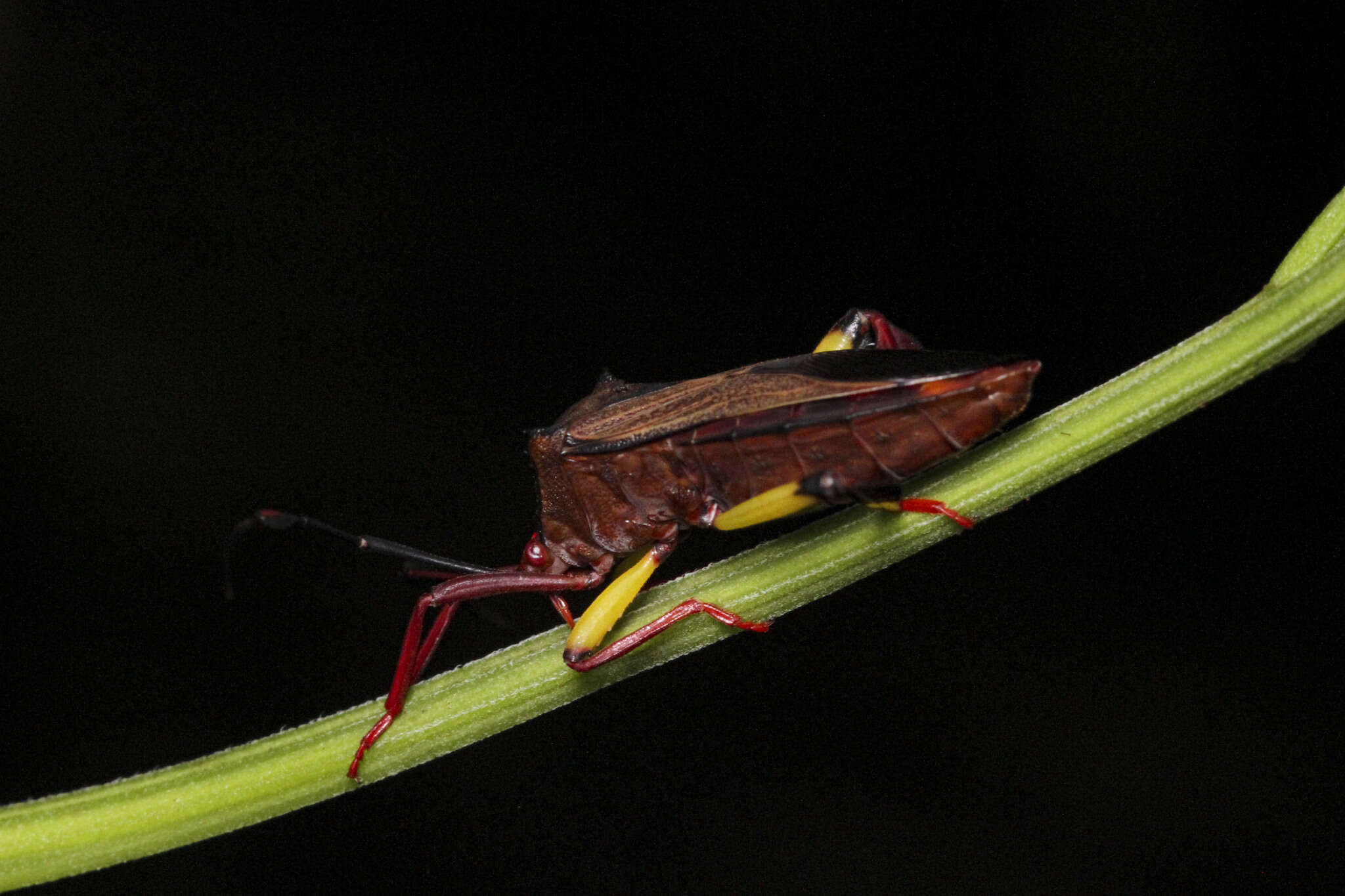 Image of Melucha biolleyi Distant 1900