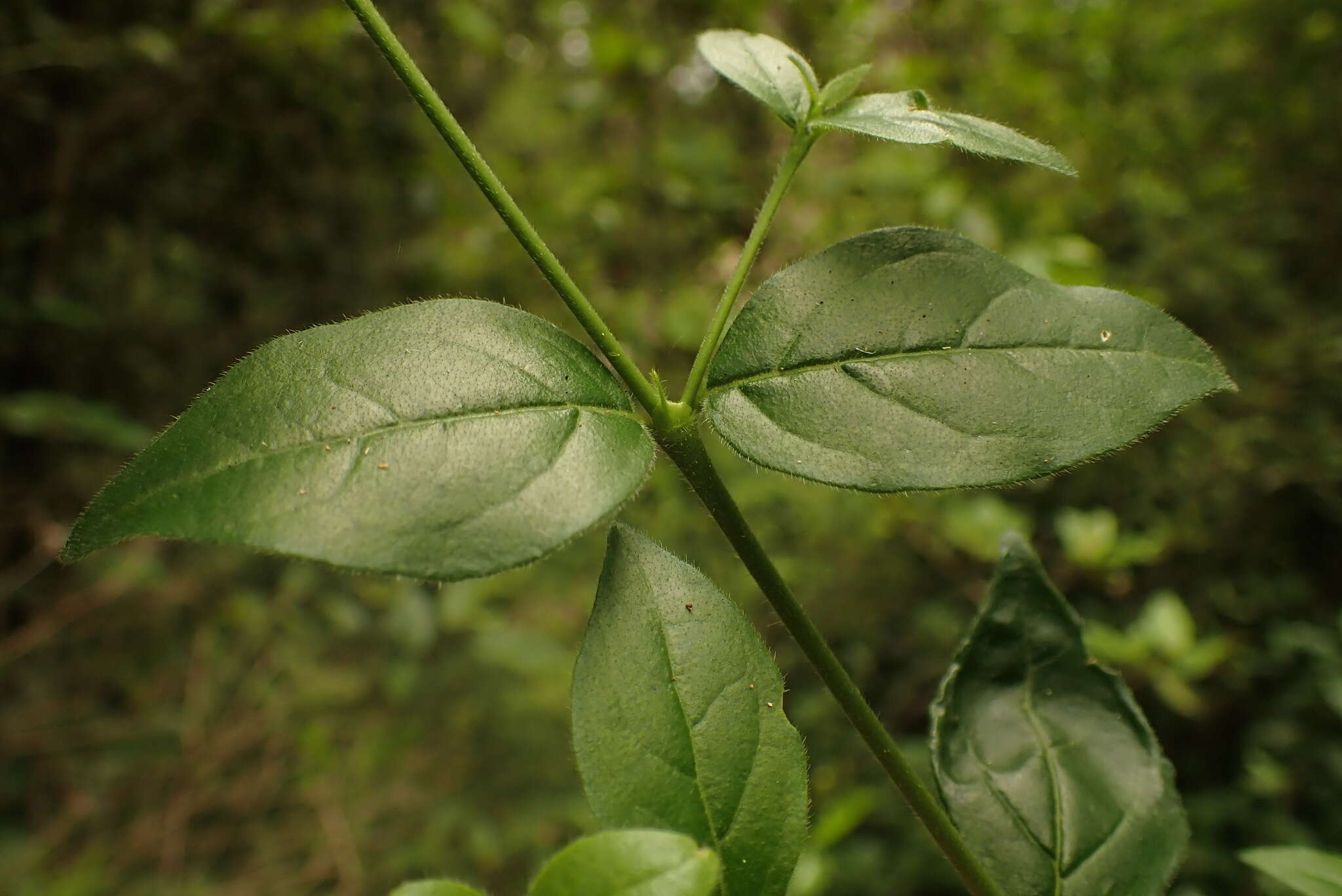 Image of Rock Alder