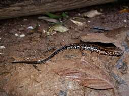 Image of Three-lined Salamander