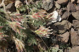 Image de Oxytropis pallasii Pers.