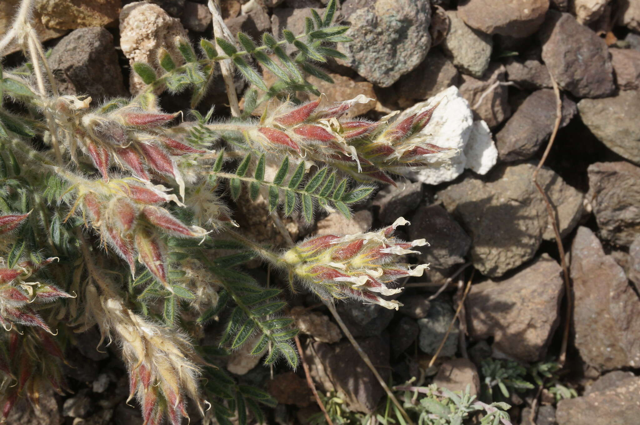 Plancia ëd Oxytropis pallasii Pers.