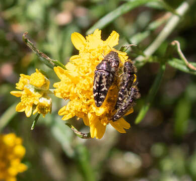 Image of Acmaeodera connexa Le Conte 1859