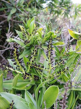 Image of Dracaena reflexa Lam.