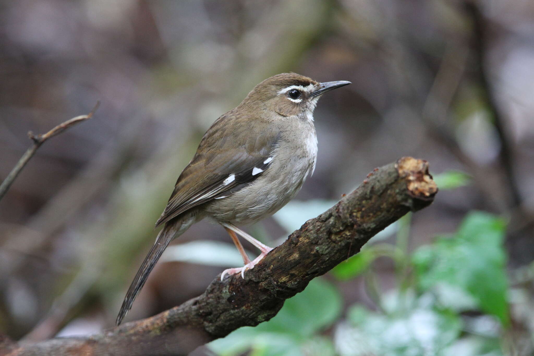 Image of Cercotrichas signata signata (Sundevall 1850)