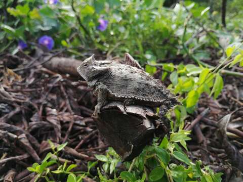 Image of Mexican Horned Lizard