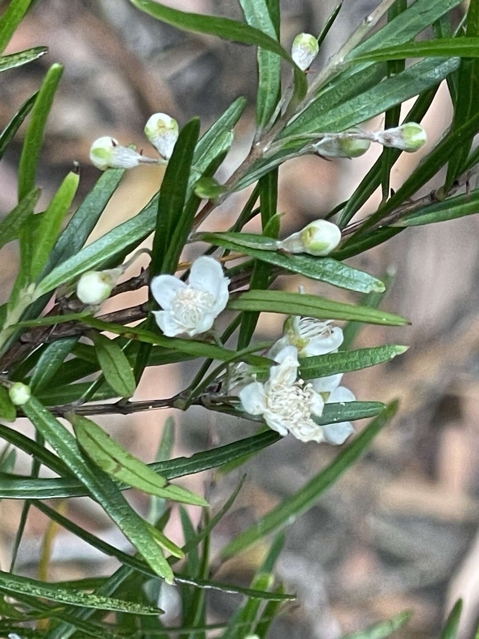 Image of Austromyrtus tenuifolia (Sm.) Burret