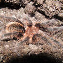 Sivun Brachypelma albopilosum Valerio 1980 kuva