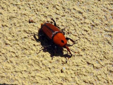 Image of Red palm weevil