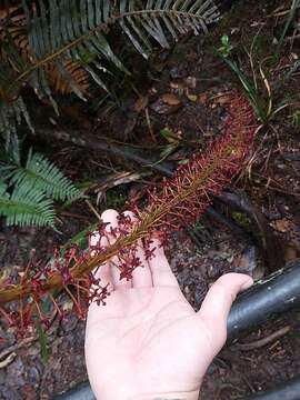 Слика од Nepenthes villosa Hook. fil.