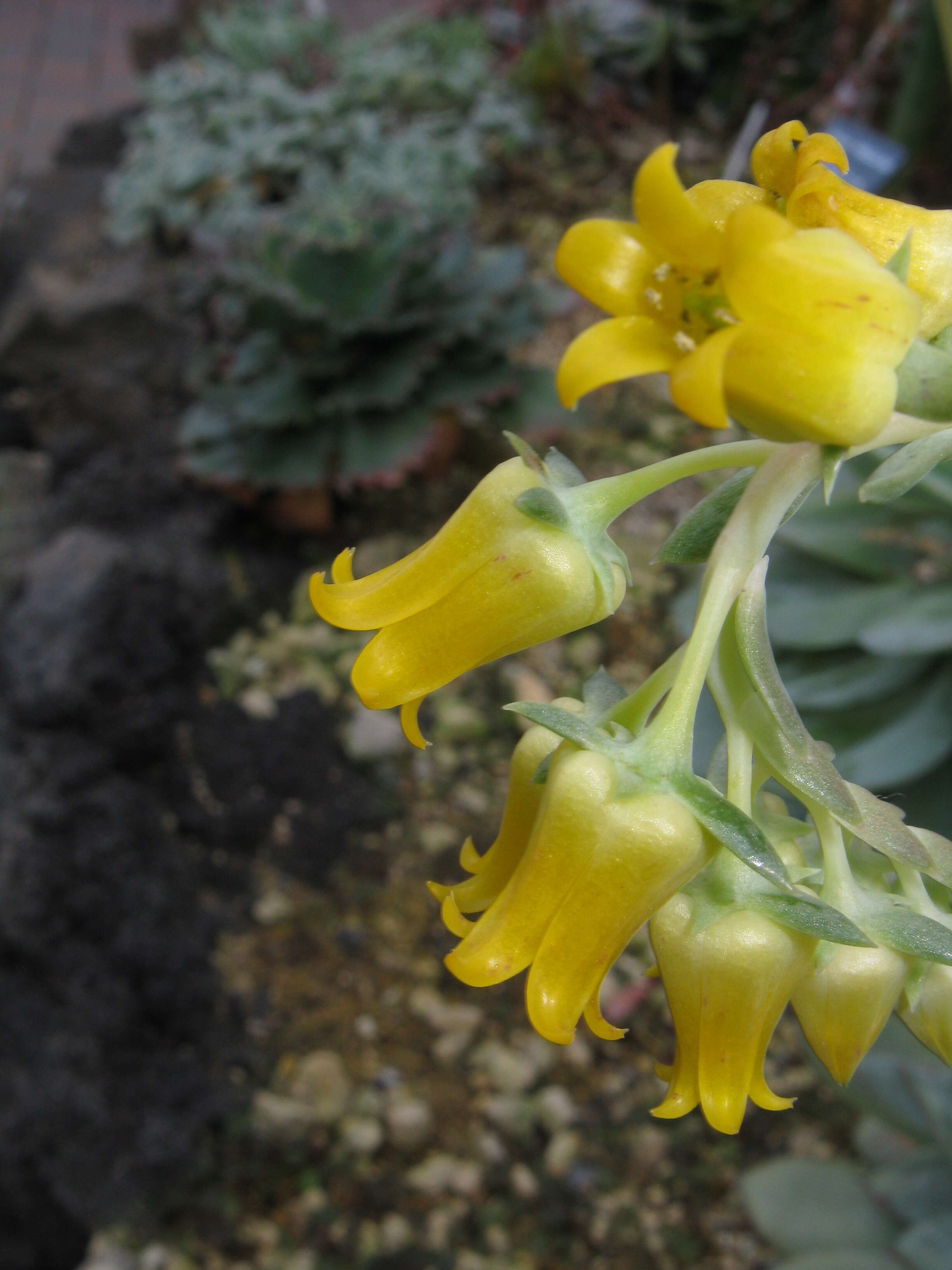 Image of Echeveria pulidonis Walther