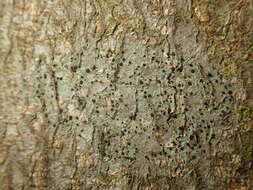 Image of lecidella lichen