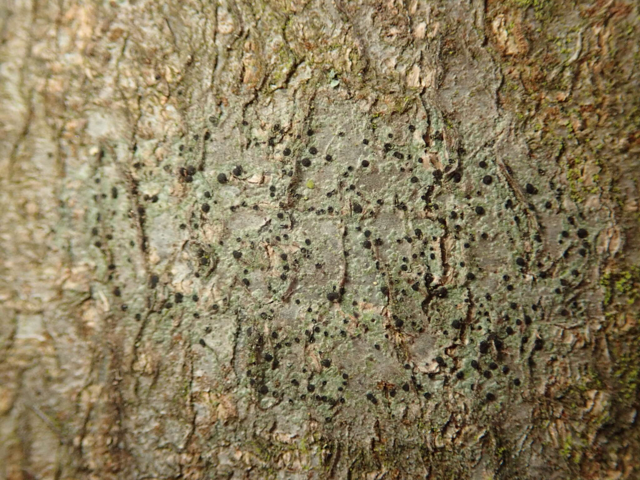 Image of lecidella lichen