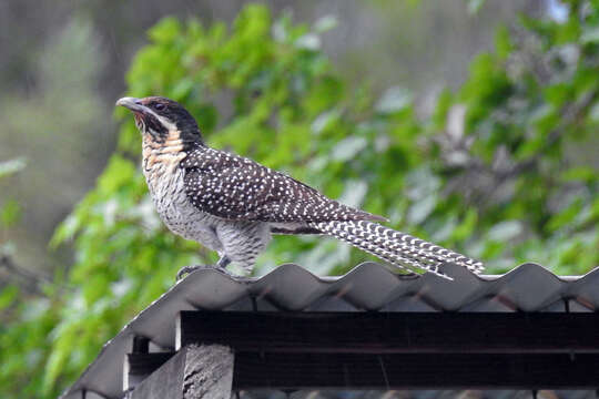 Image of Black-billed Koel