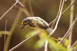 Image of Yellow-fronted Tinkerbird