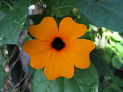 Image of blackeyed Susan vine