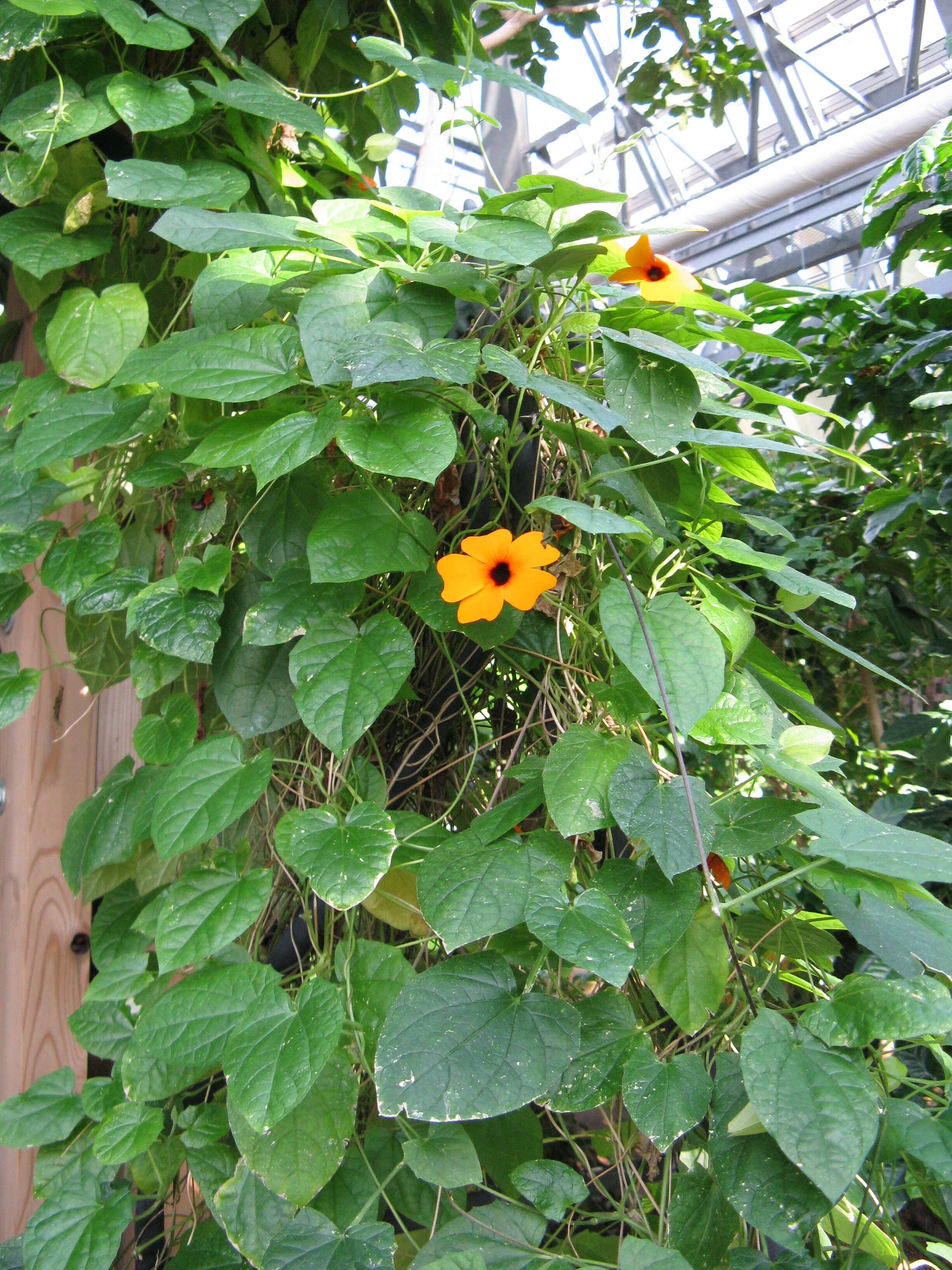 Image of blackeyed Susan vine