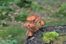 Image of Armillaria ostoyae (Romagn.) Herink 1973