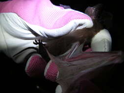 Image of Tadarine Free-tailed Bats