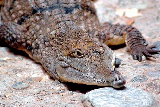 Image of Australian Freshwater Crocodile