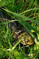 Image of Pelophylax esculentus