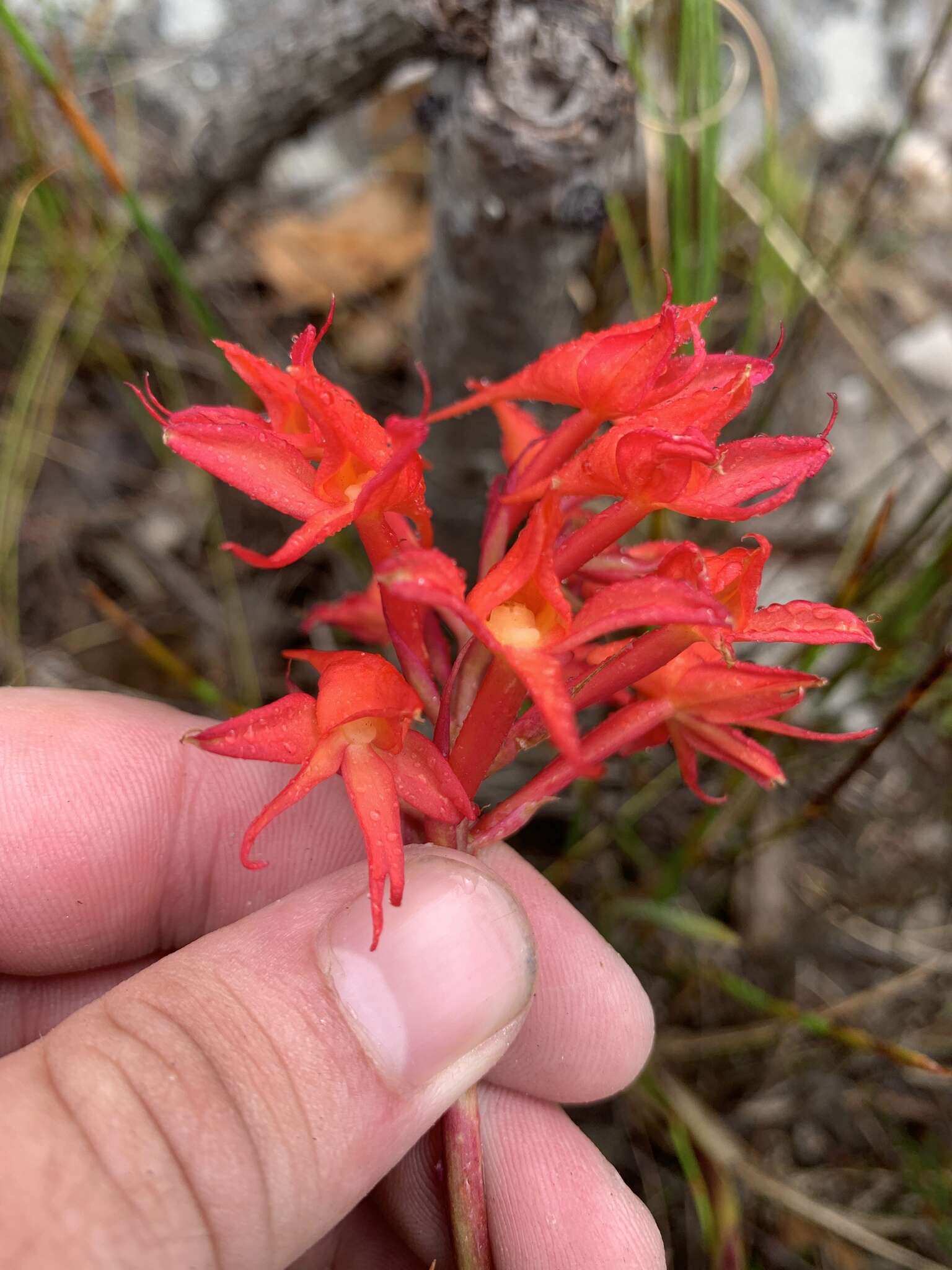 Image de Disa ferruginea Sw.