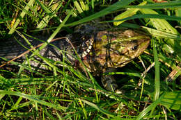 Image of Pelophylax esculentus