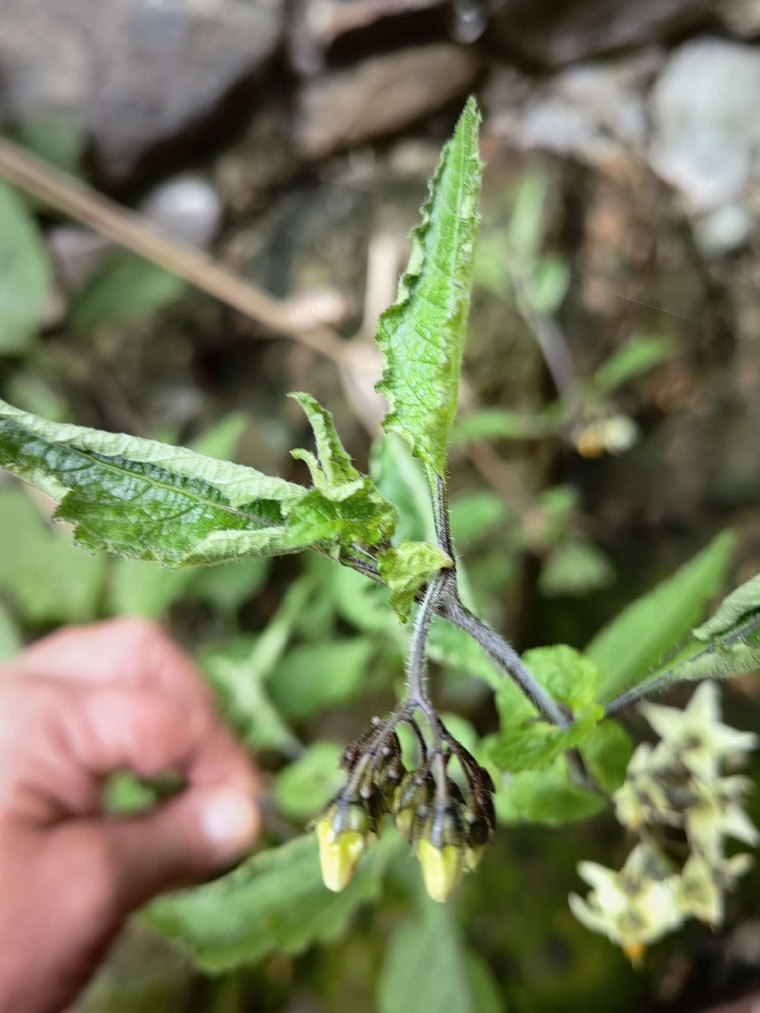 Imagem de Solanum bulbocastanum Dun.