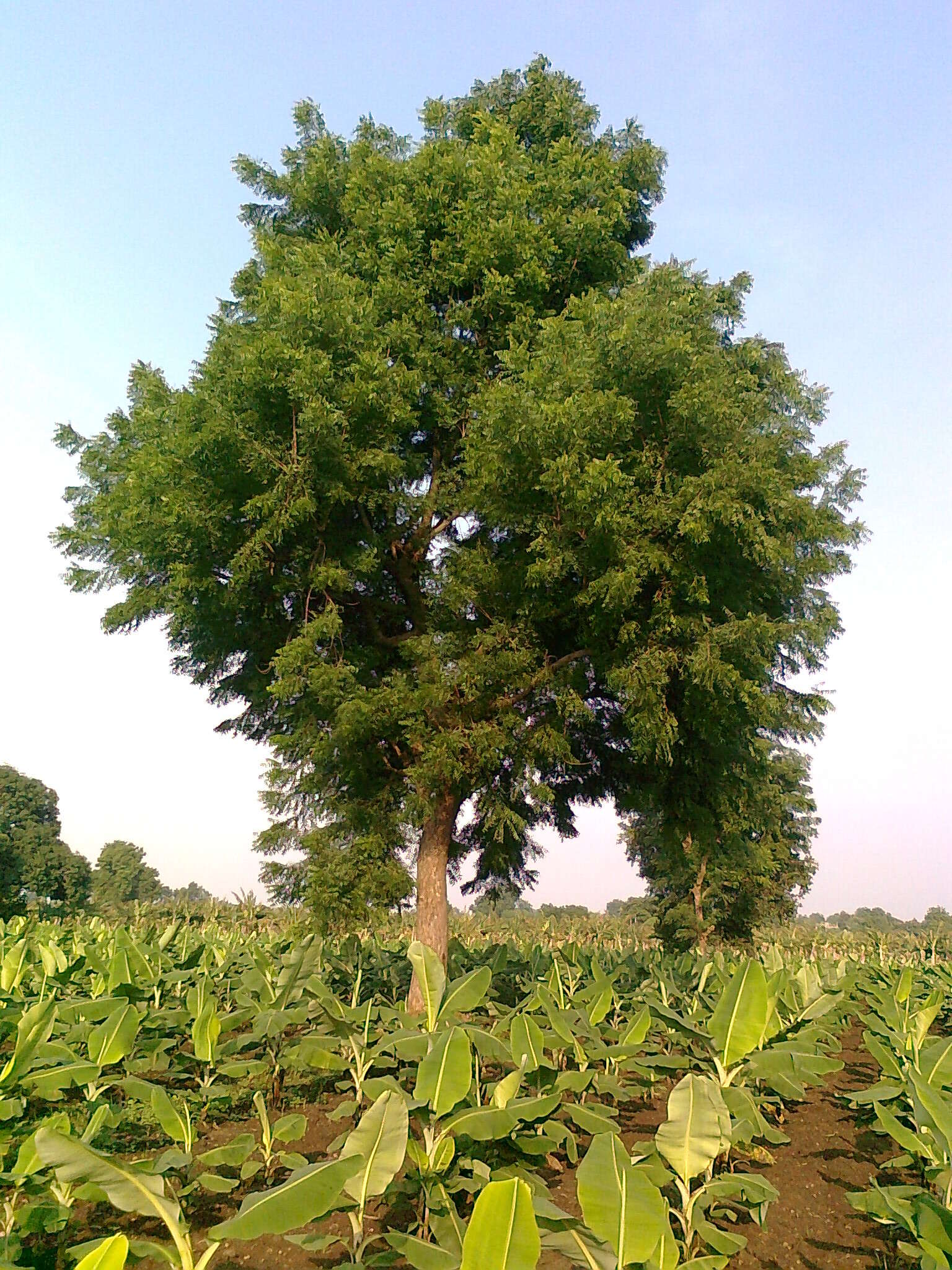 Image of azadirachta