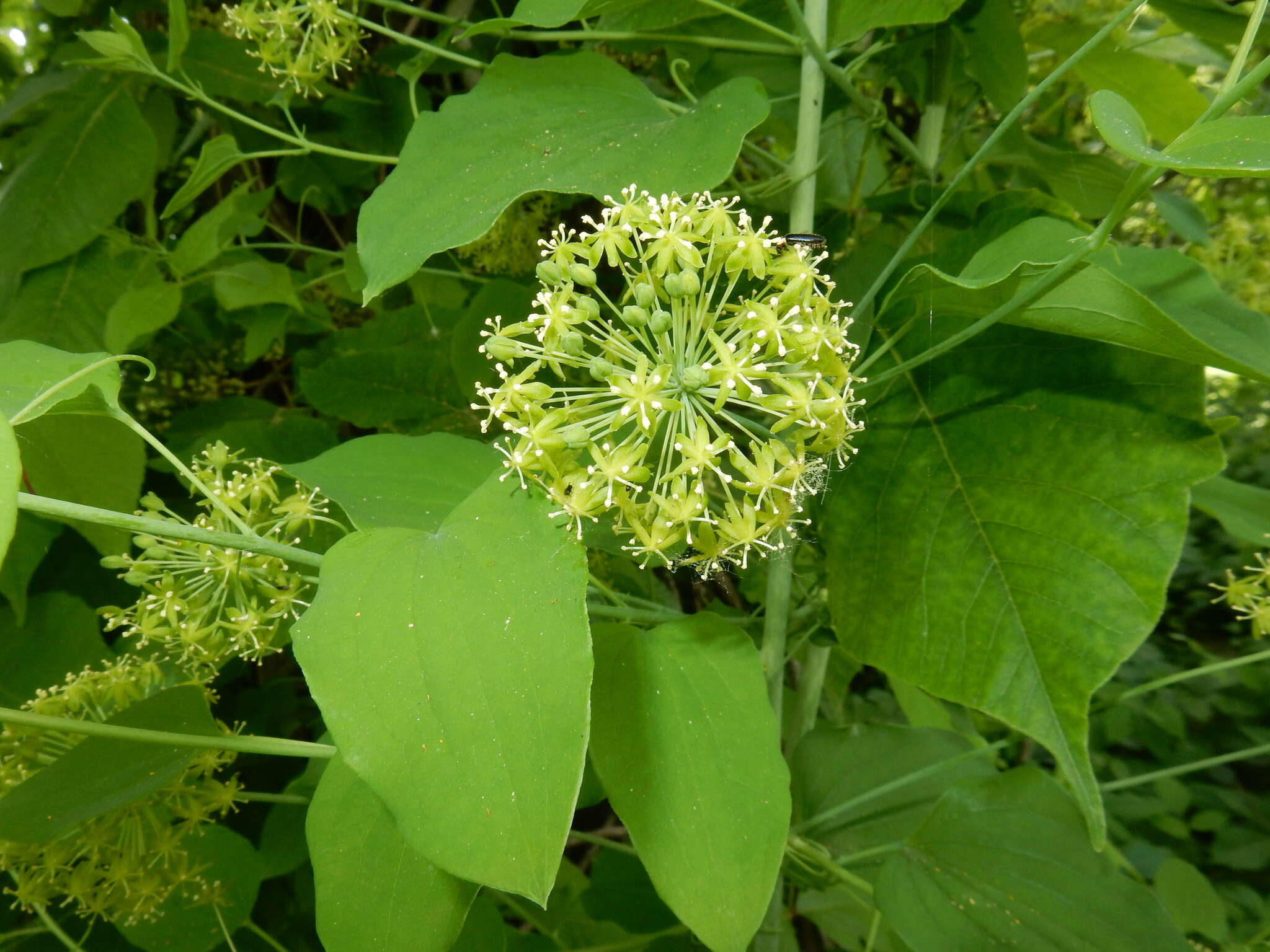 Imagem de Smilax herbacea L.