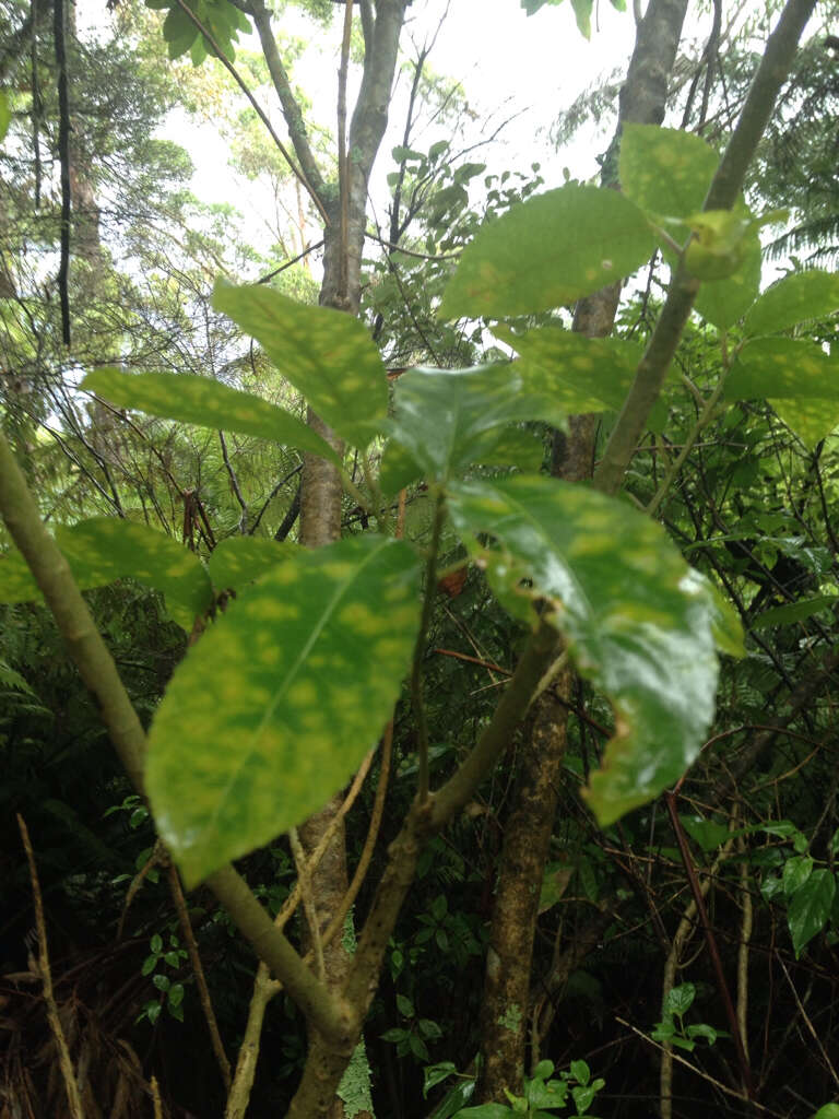 Image of Melicytus ramiflorus subsp. ramiflorus