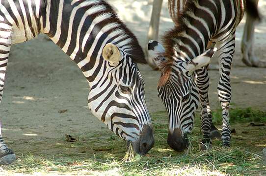 Sivun Equus quagga boehmi Matschie 1892 kuva