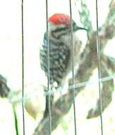 Image of Ladder-backed Woodpecker