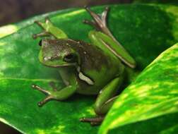 Image of American Green Treefrog