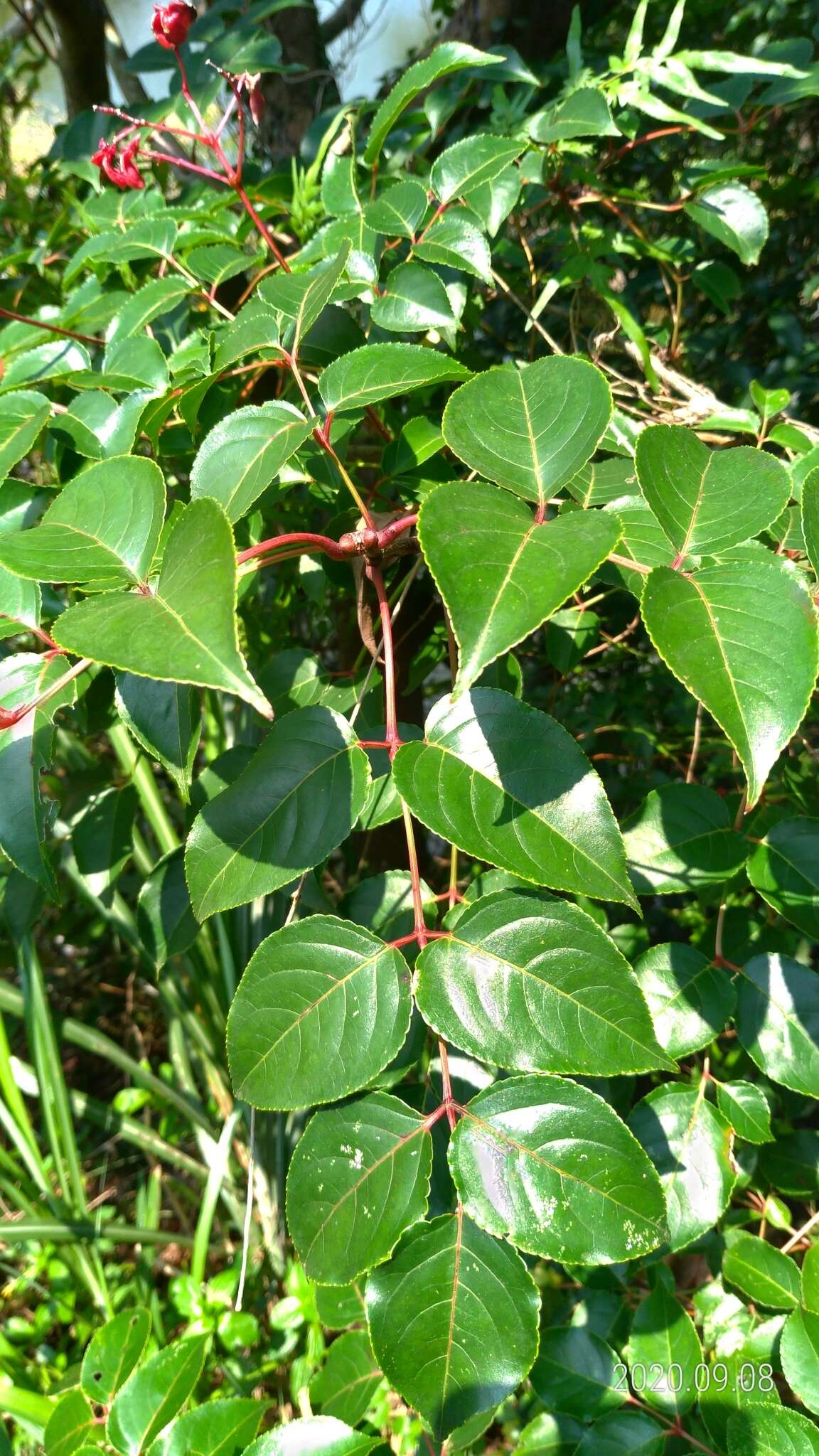 Imagem de Staphylea japonica (Thunb.) Mabb.