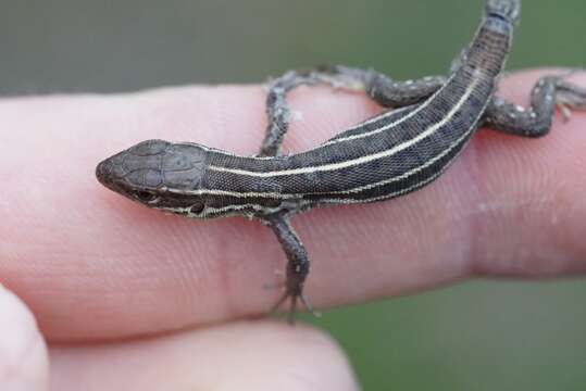 Image of Caucusus Emerald Lizard