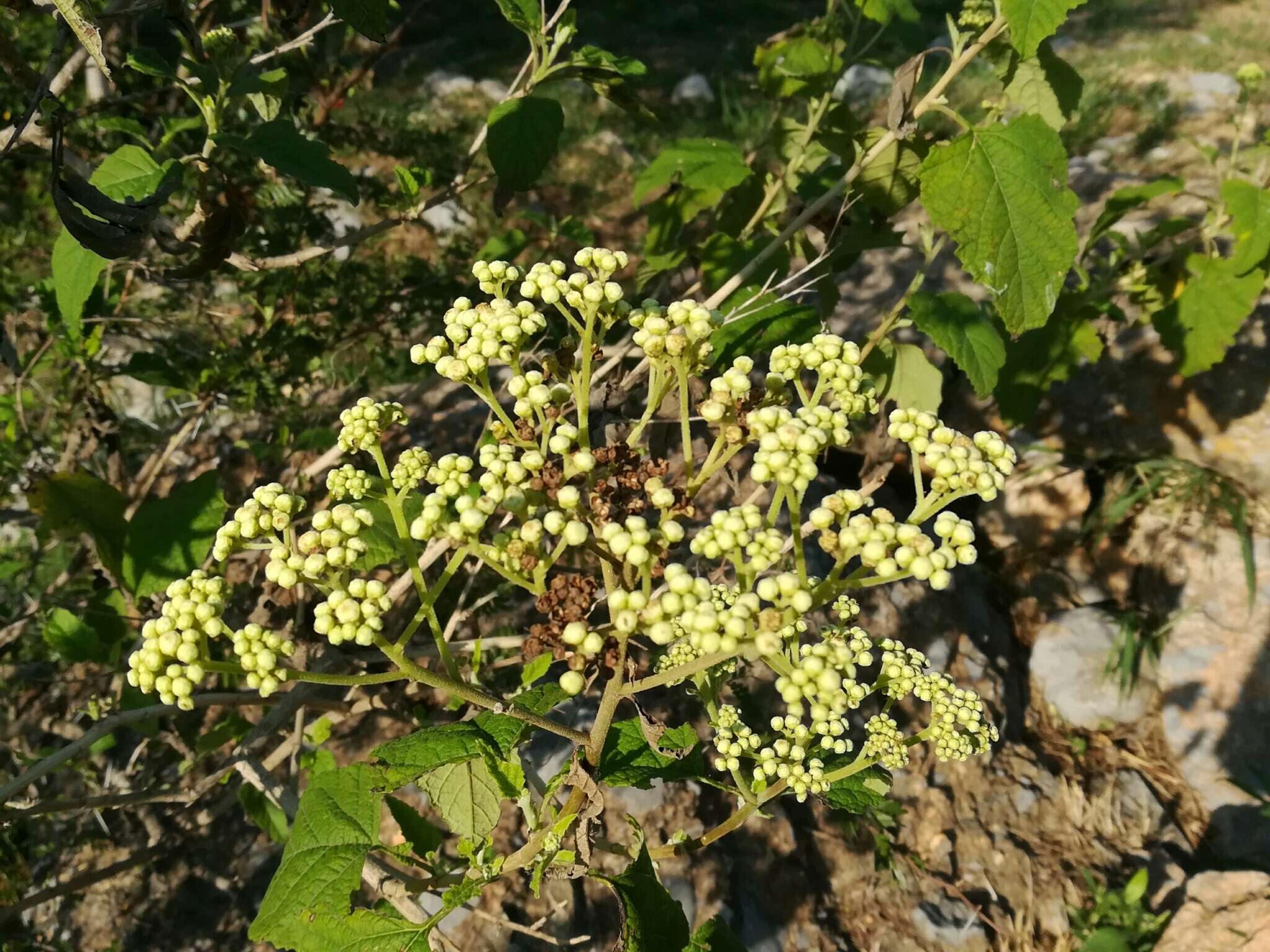 Image of Parthenium fruticosum Less.