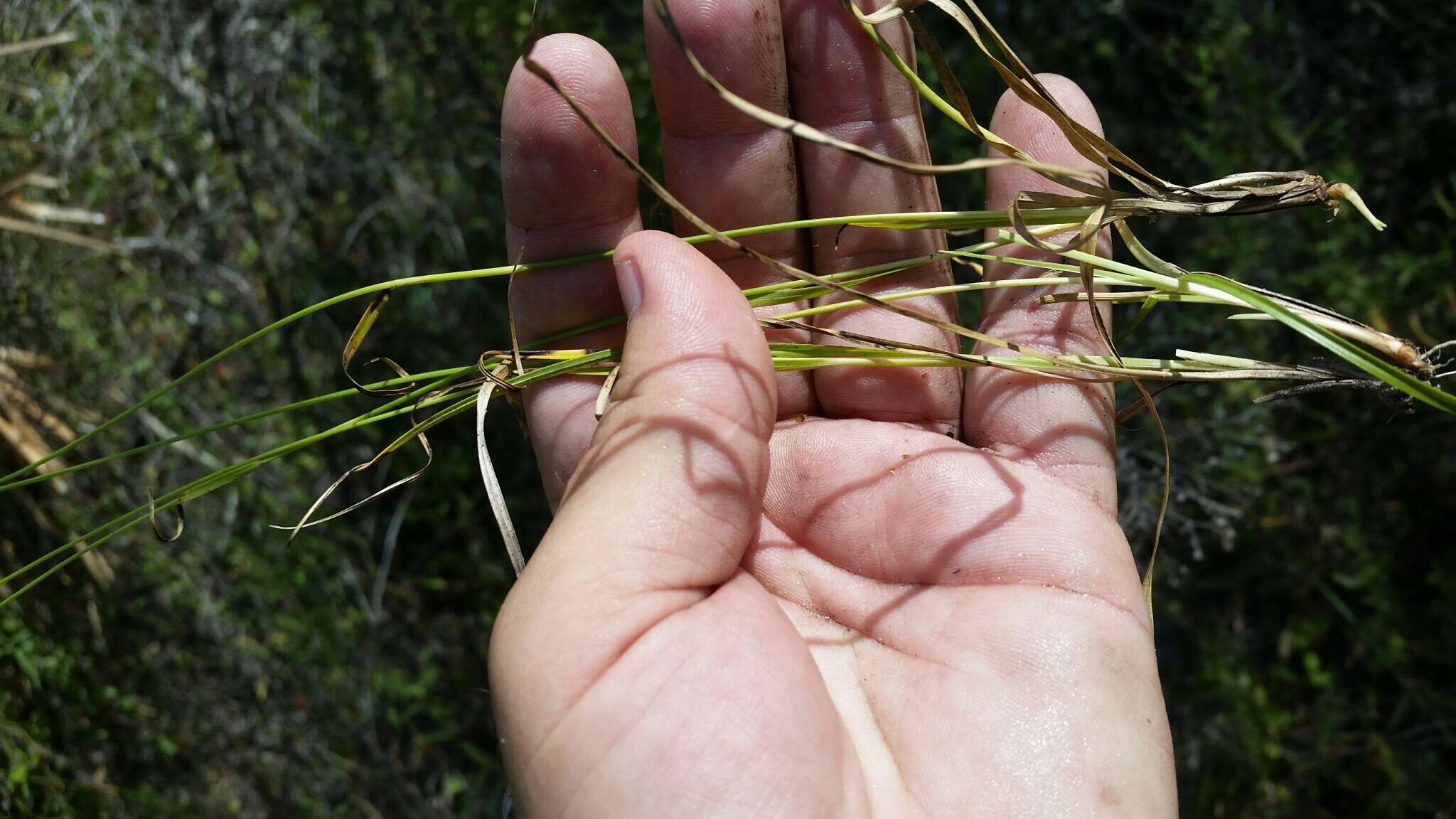 Image de Rhynchospora globularis var. pinetorum (Britton & Small) Gale