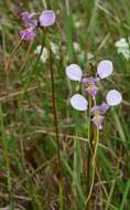 Image of Purple donkey orchid