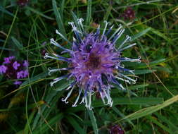 Saussurea pygmaea (Jacq.) Spreng.的圖片