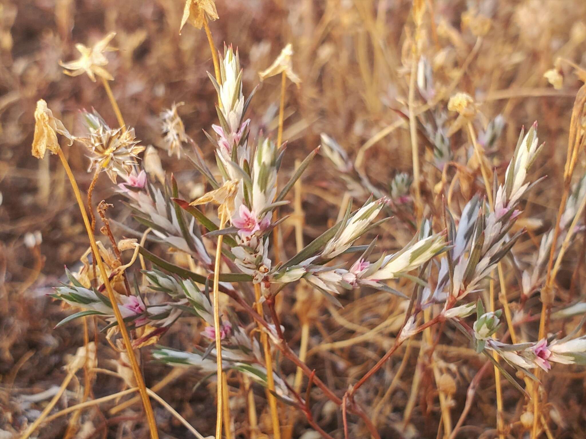 Image of Bidwell's knotweed