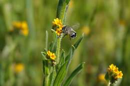 Слика од Anthophora edwardsii Cresson 1879