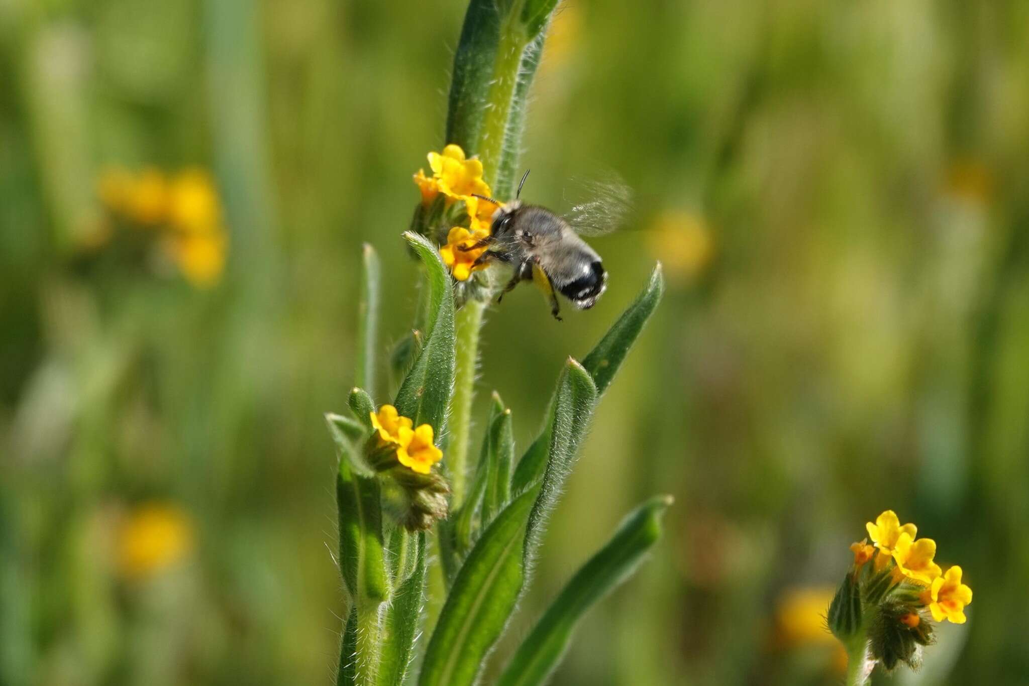 Слика од Anthophora edwardsii Cresson 1879