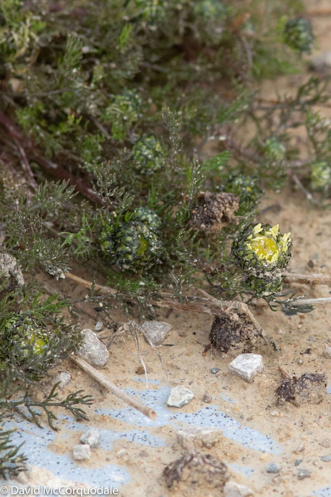 صورة Tripleurospermum hookeri Sch. Bip.