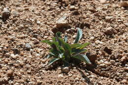 Sivun Penstemon pachyphyllus var. congestus (M. E. Jones) N. H. Holmgren kuva